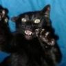 black cat